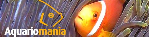 Aquariomania