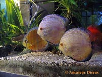 Click pour image Discus en 600 x 450