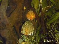 Click pour image 3 Discus en 600 x 450
