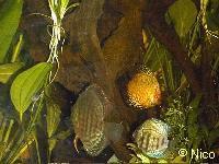 Click pour image 3 Discus en 600 x 450